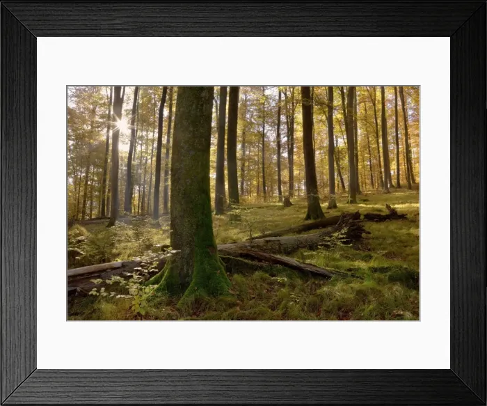 Framed Print : Picture No. 10896673 Framed Print : Picture No. 10896673