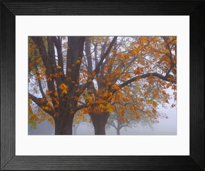 Framed Print : Picture No. 10896682 Framed Print : Picture No. 10896682