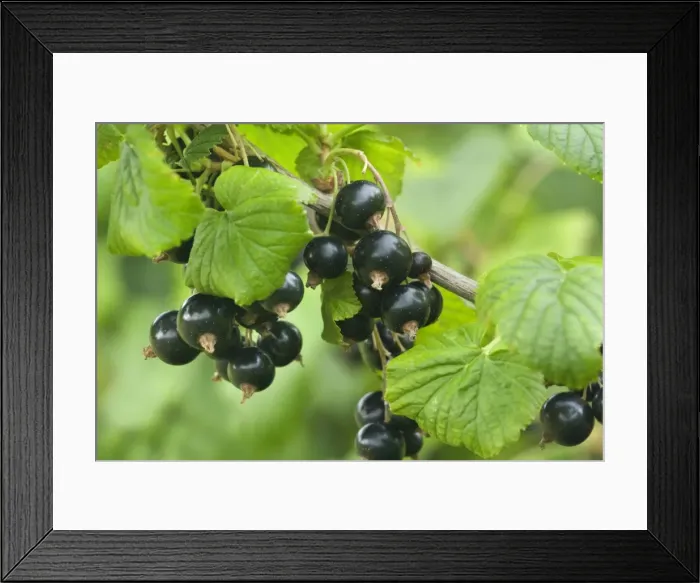Framed Print : Picture No. 10896686