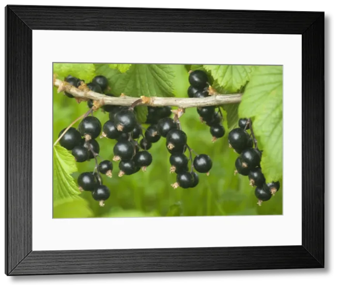Framed Print : Picture No. 10896685