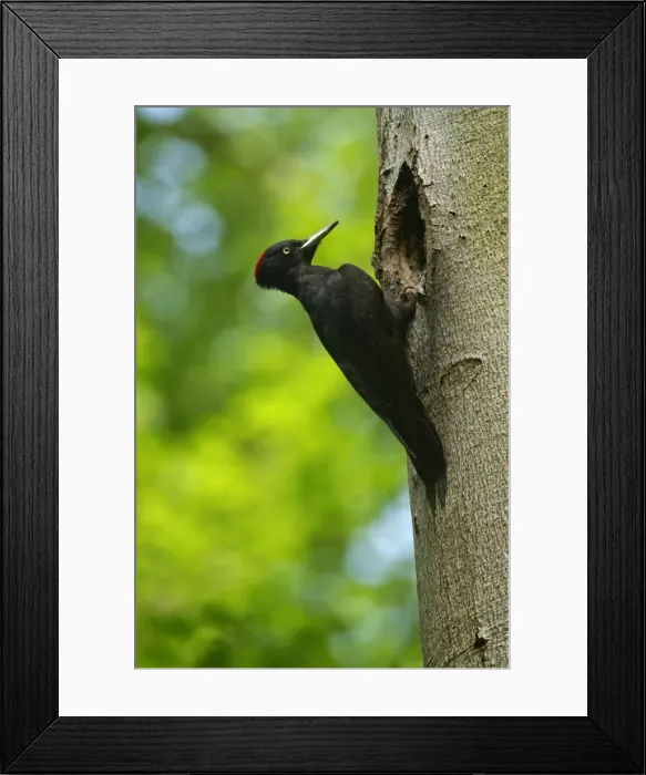 Framed Print : Picture No. 10896687 Framed Print : Picture No. 10896687