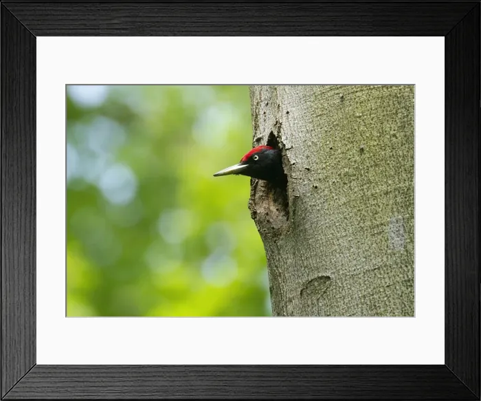 Framed Print : Picture No. 10896688 Framed Print : Picture No. 10896688