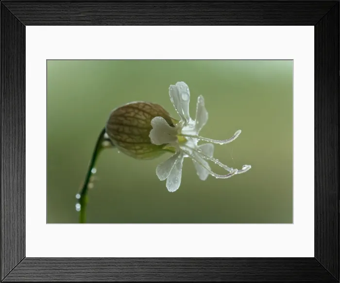 Framed Print : Picture No. 10896691