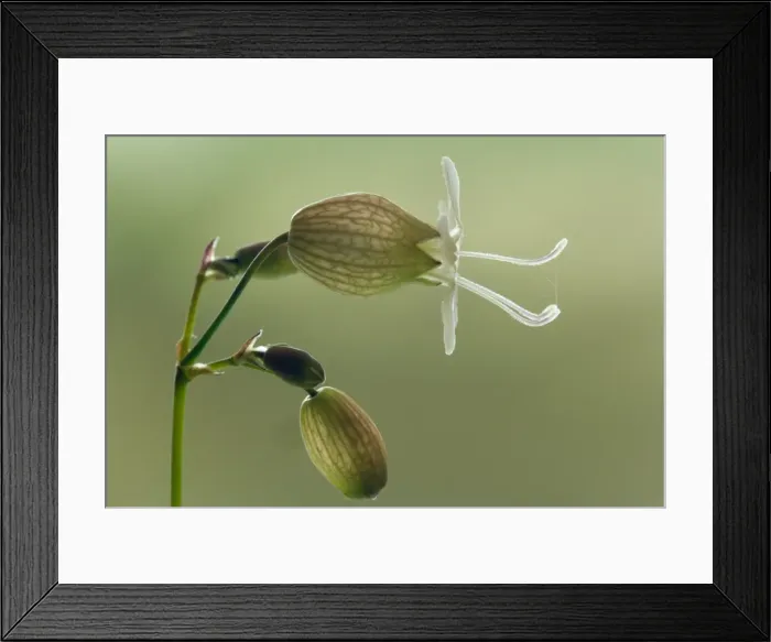 Framed Print : Picture No. 10896690 Framed Print : Picture No. 10896690