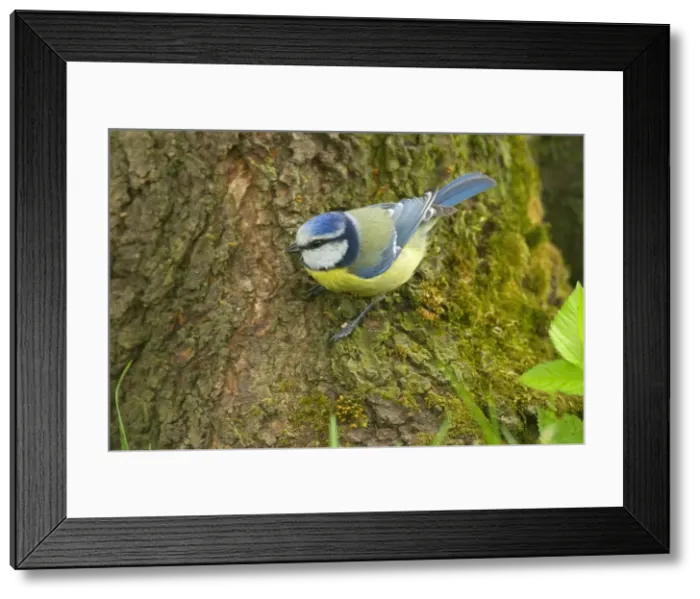 Framed Print : Picture No. 10896694 Framed Print : Picture No. 10896694