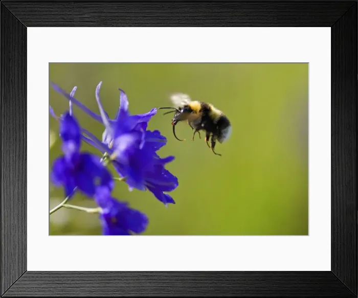 Framed Print : Picture No. 10896697