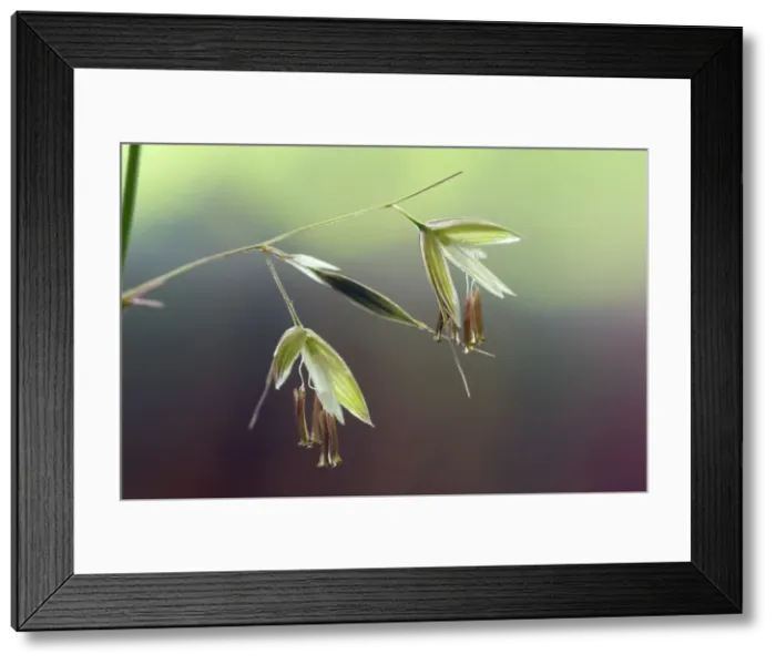 Framed Print : Picture No. 10896692 Framed Print : Picture No. 10896692