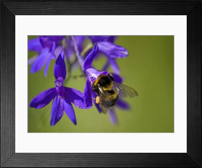 Framed Print : Picture No. 10896698