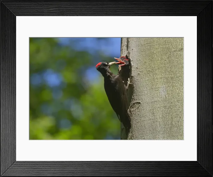 Framed Print : Picture No. 10896689 Framed Print : Picture No. 10896689