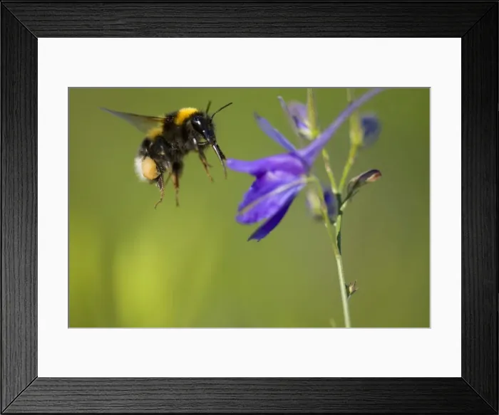 Framed Print : Picture No. 10896696