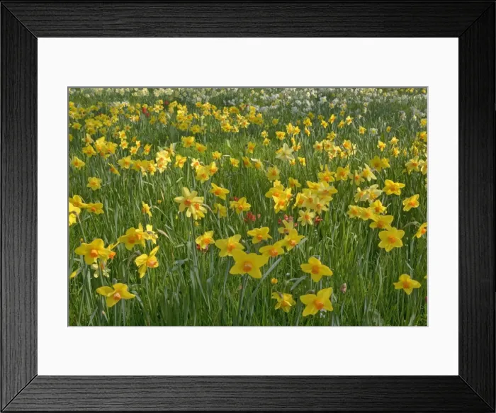 Framed Print : Picture No. 10896704
