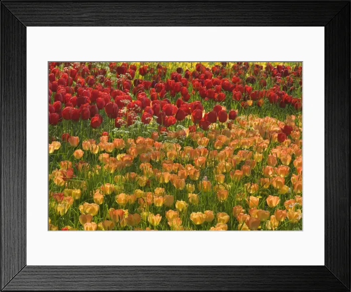 Framed Print : Picture No. 10896706 Framed Print : Picture No. 10896706