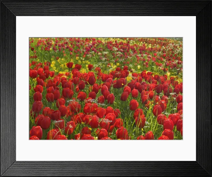 Framed Print : Picture No. 10896707 Framed Print : Picture No. 10896707