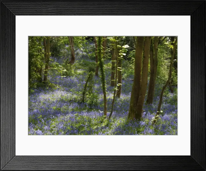 Framed Print : Picture No. 10899866 Framed Print : Picture No. 10899866