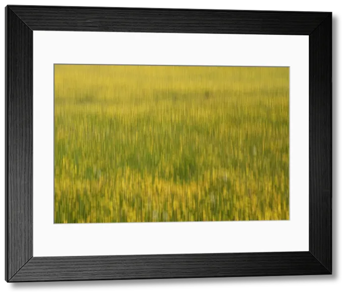 Framed Print : Picture No. 10899870 Framed Print : Picture No. 10899870