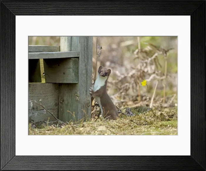 Framed Print : Picture No. 10899895 Framed Print : Picture No. 10899895