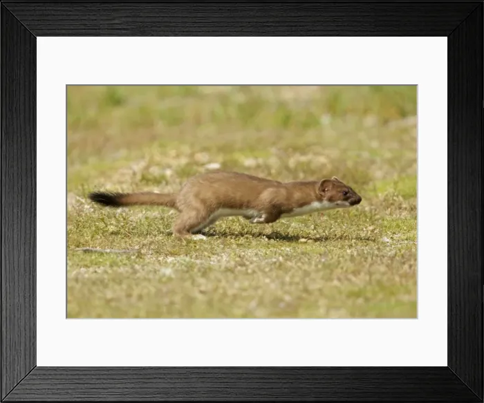 Framed Print : Picture No. 10899896 Framed Print : Picture No. 10899896