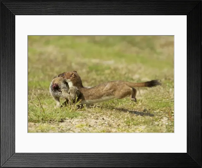 Framed Print : Picture No. 10899897 Framed Print : Picture No. 10899897