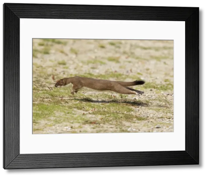 Framed Print : Picture No. 10899898 Framed Print : Picture No. 10899898