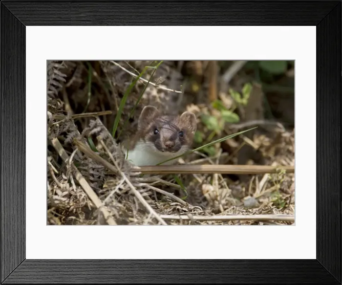 Framed Print : Picture No. 10899894 Framed Print : Picture No. 10899894