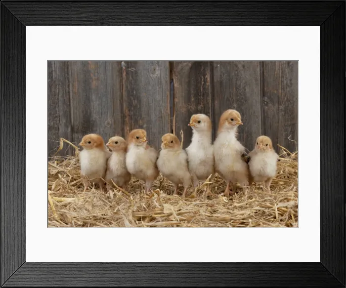 Framed Print : Picture No. 10899914 Framed Print : Picture No. 10899914