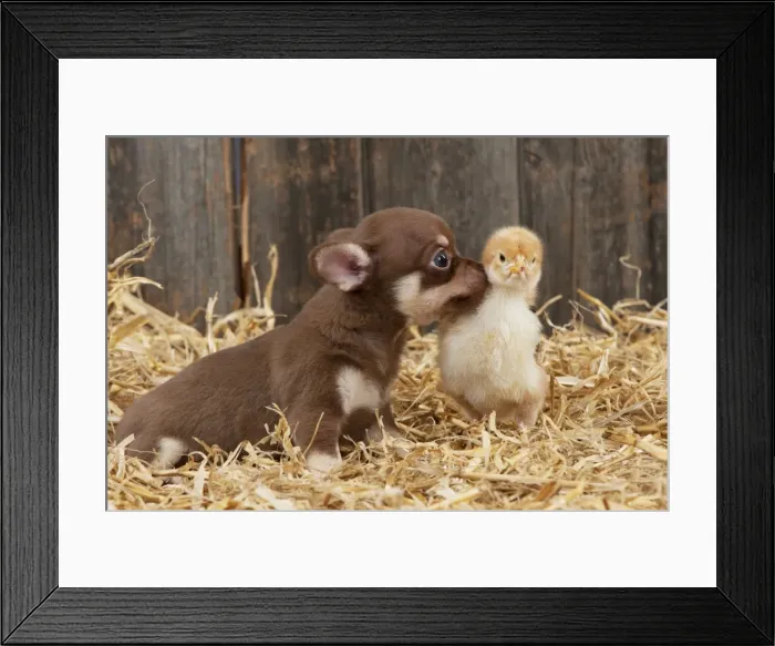Framed Print : Picture No. 10899916 Framed Print : Picture No. 10899916