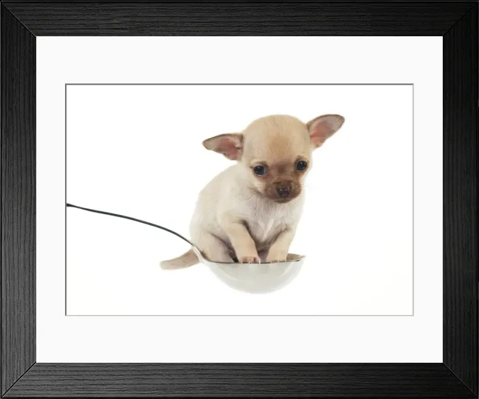 Framed Print : Picture No. 10899918 Framed Print : Picture No. 10899918