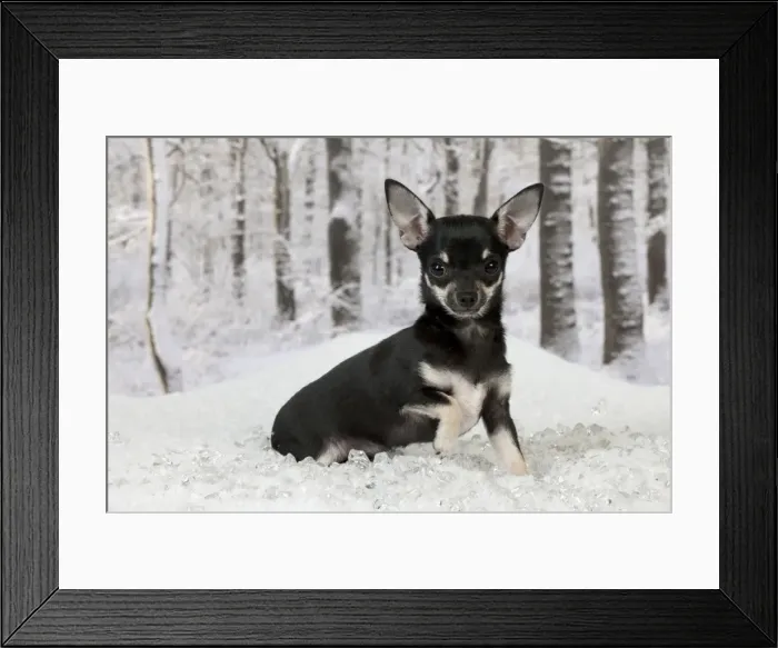 Framed Print : Picture No. 10899923 Framed Print : Picture No. 10899923