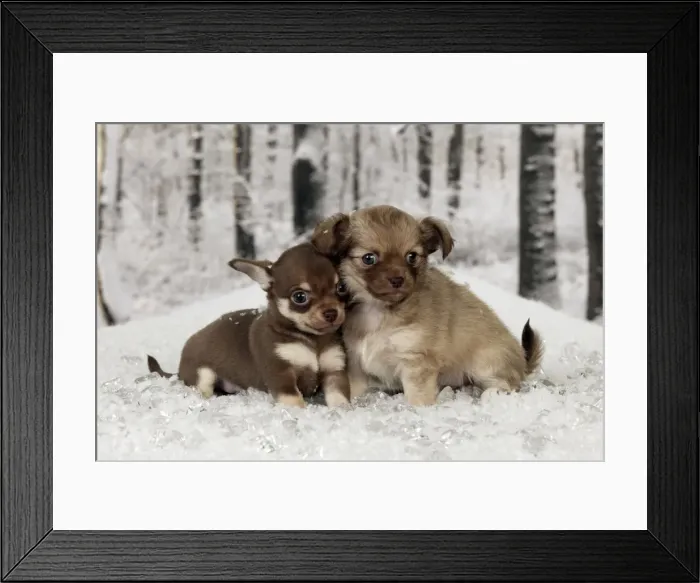 Framed Print : Picture No. 10899924 Framed Print : Picture No. 10899924