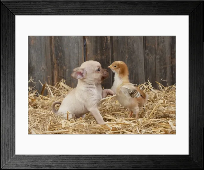 Framed Print : Picture No. 10899915 Framed Print : Picture No. 10899915