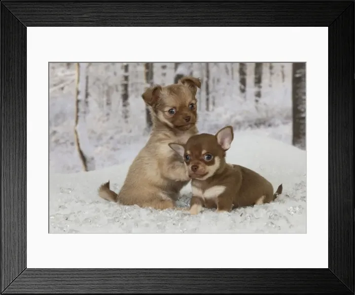 Framed Print : Picture No. 10899926 Framed Print : Picture No. 10899926