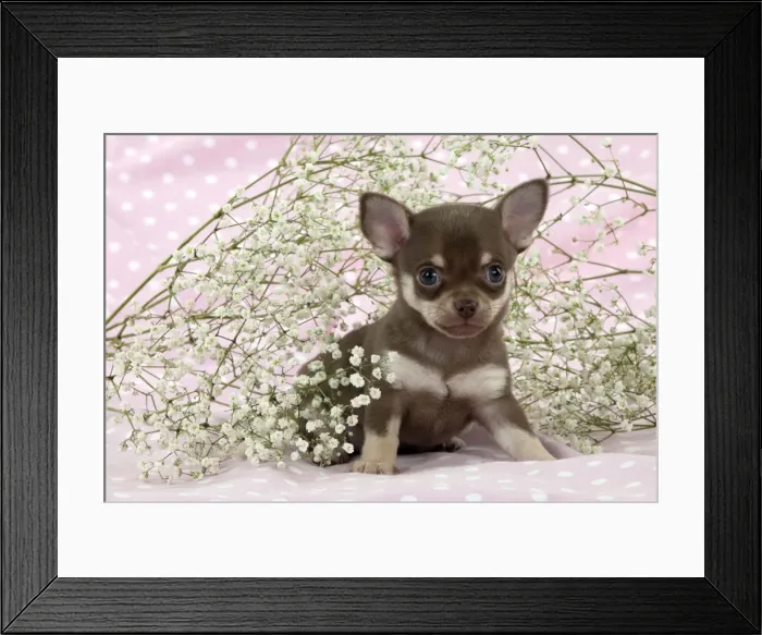 Framed Print : Picture No. 10899928 Framed Print : Picture No. 10899928
