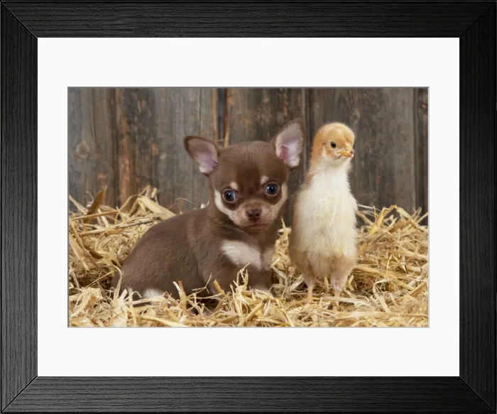 Framed Print : Picture No. 10899917 Framed Print : Picture No. 10899917