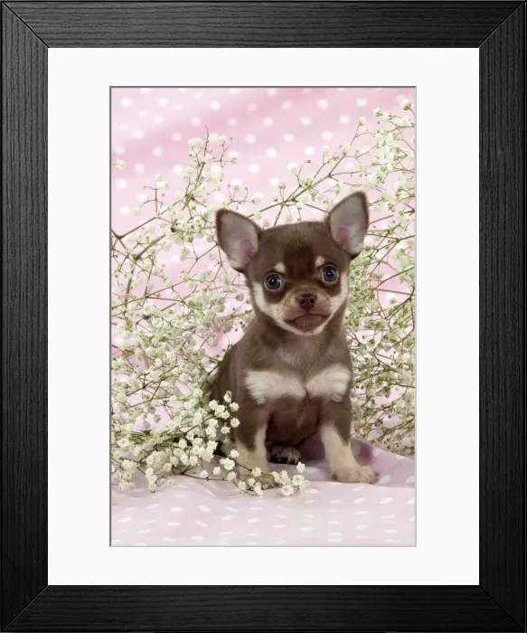 Framed Print : Picture No. 10899929 Framed Print : Picture No. 10899929