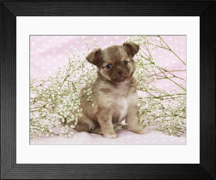 Framed Print : Picture No. 10899927 Framed Print : Picture No. 10899927