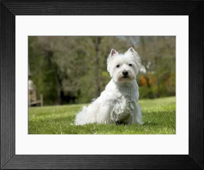 Framed Print : Picture No. 10899932 Framed Print : Picture No. 10899932