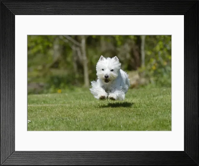 Framed Print : Picture No. 10899935 Framed Print : Picture No. 10899935
