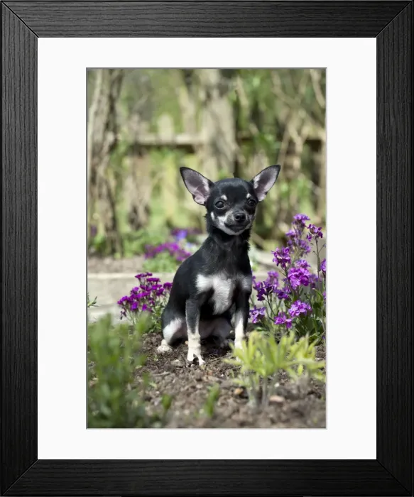 Framed Print : Picture No. 10899936 Framed Print : Picture No. 10899936