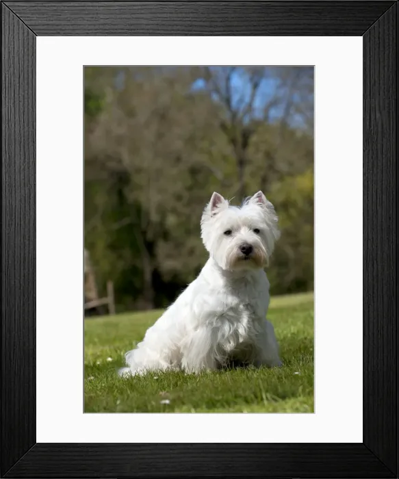 Framed Print : Picture No. 10899931 Framed Print : Picture No. 10899931