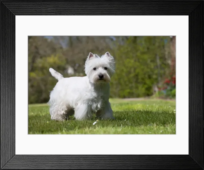 Framed Print : Picture No. 10899930 Framed Print : Picture No. 10899930