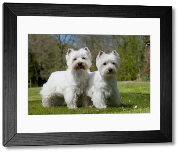 Framed Print : Picture No. 10899933 Framed Print : Picture No. 10899933