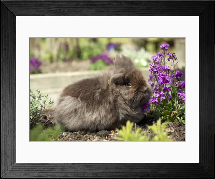 Framed Print : Picture No. 10899938 Framed Print : Picture No. 10899938