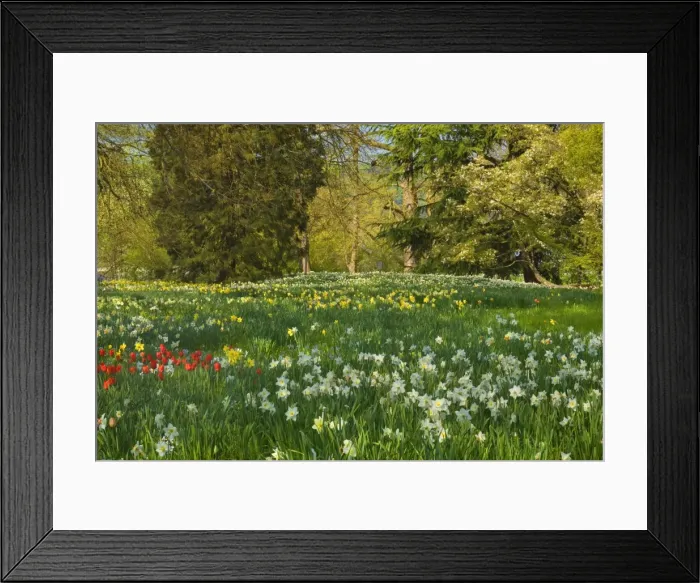 Framed Print : Picture No. 10896703 Framed Print : Picture No. 10896703