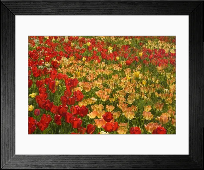 Framed Print : Picture No. 10896709 Framed Print : Picture No. 10896709