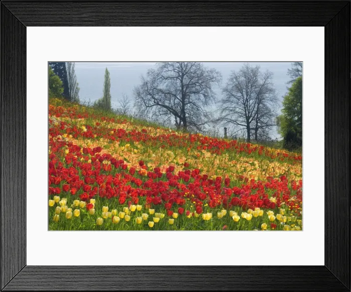 Framed Print : Picture No. 10896708 Framed Print : Picture No. 10896708