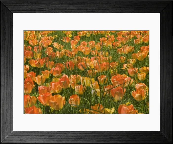 Framed Print : Picture No. 10896711 Framed Print : Picture No. 10896711
