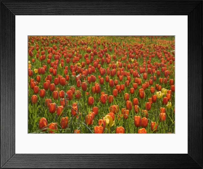 Framed Print : Picture No. 10896712 Framed Print : Picture No. 10896712