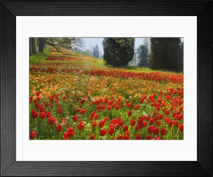 Framed Print : Picture No. 10896713 Framed Print : Picture No. 10896713
