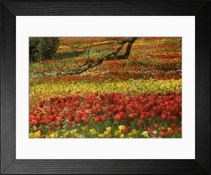Framed Print : Picture No. 10896710 Framed Print : Picture No. 10896710