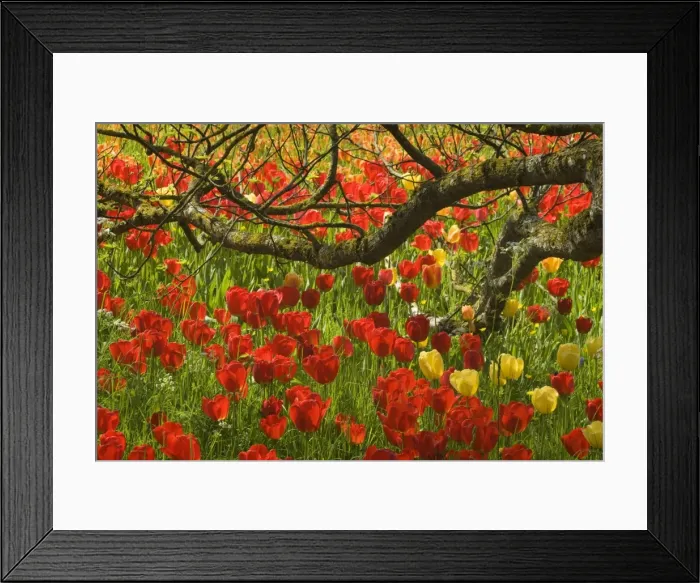 Framed Print : Picture No. 10896718 Framed Print : Picture No. 10896718